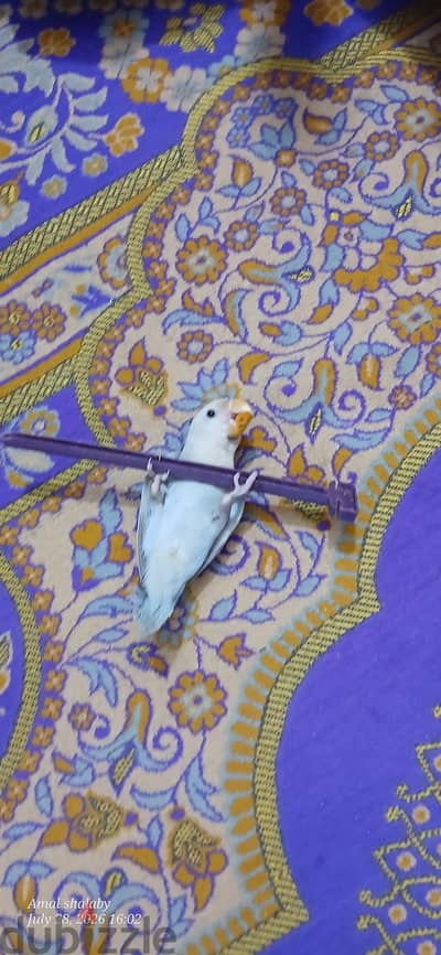 عصفور روز مدرب اليف