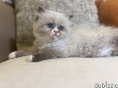 super pure ragdoll kittens male and female قطط راجدول بيور اباء واجداد