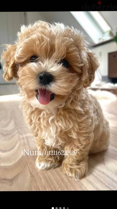 Poodle x maltipoo puppies top quality مالتيبو