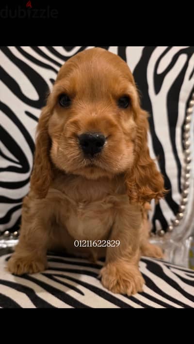Cocker spaniel puppies كوكر