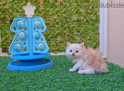 هاف بيكي 45 يوم
