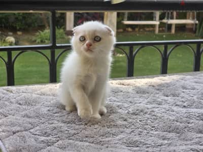 Scottish Fold Male