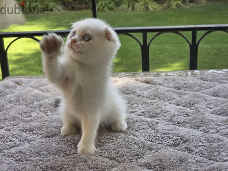 Scottish Fold Male 1