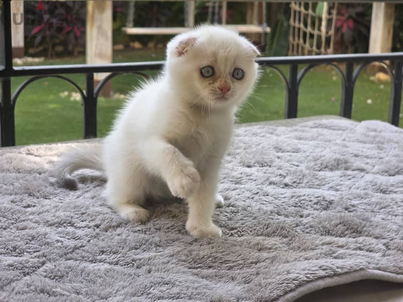 Scottish Fold Male 2