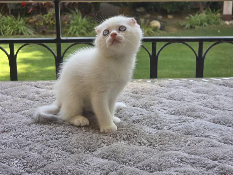 Scottish Fold Male 3