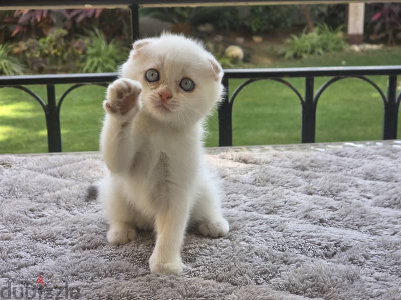 Scottish Fold Male 4