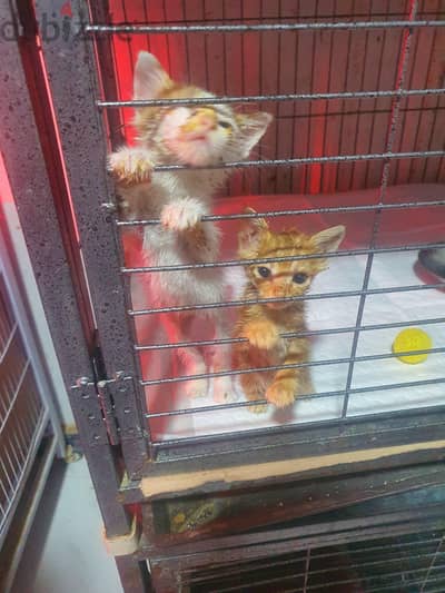 two kittens عندهم شهر ونص