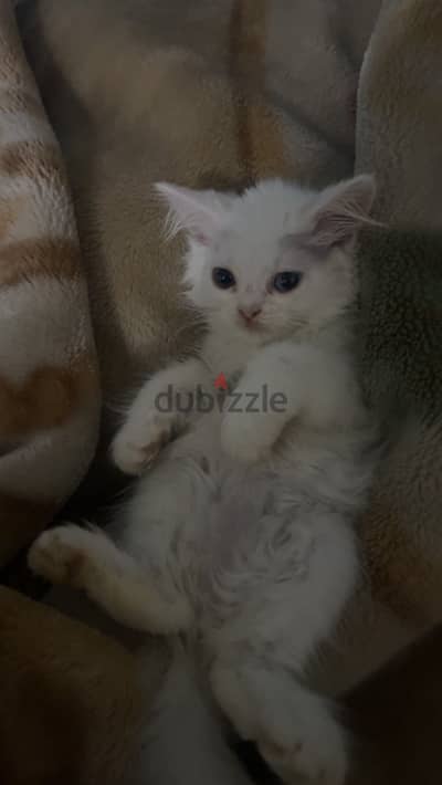 قطه شيرازي