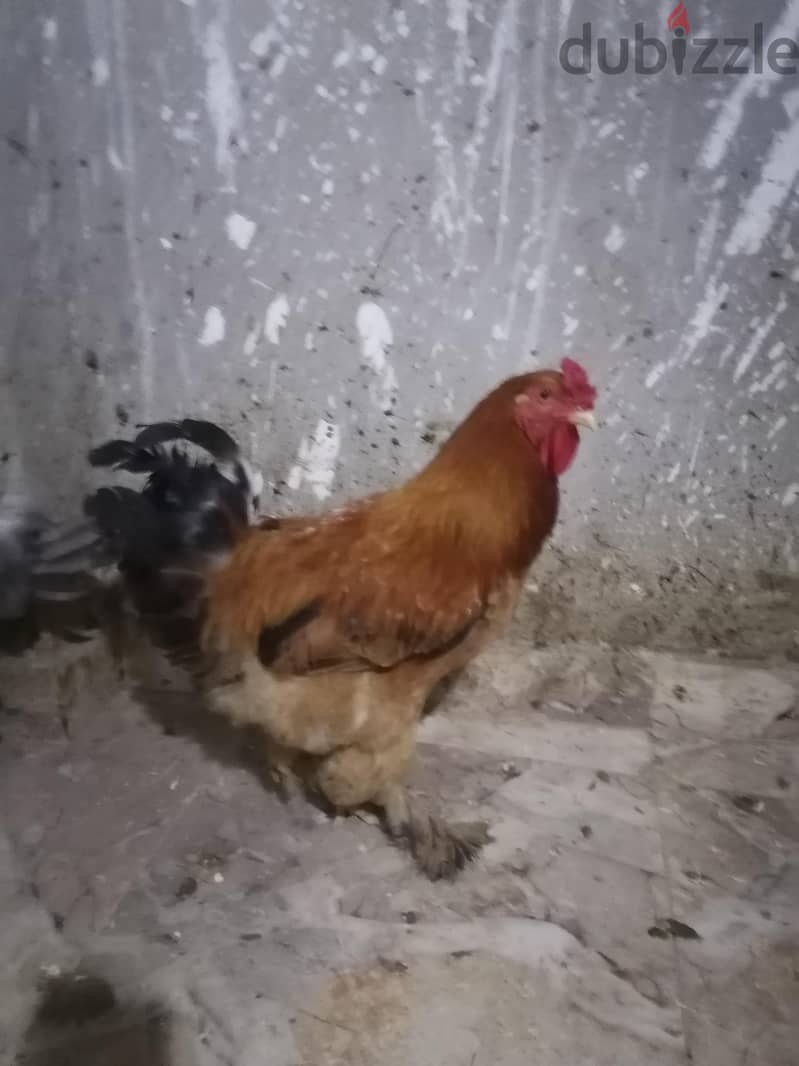 فراخ براهما 2