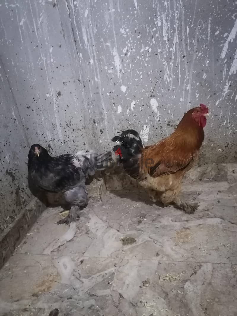 فراخ براهما 3