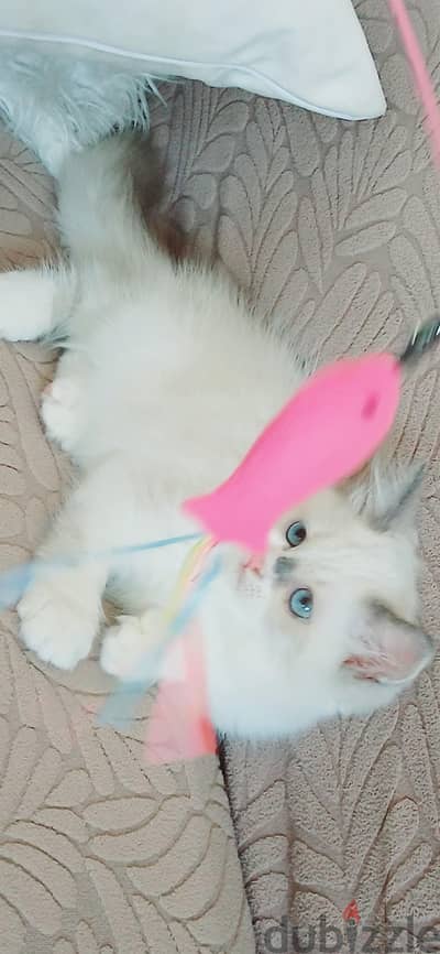 kittens ragadoll bure 55 days used litter box// 010 14794352