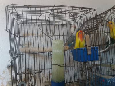 عصافير روز للبيع