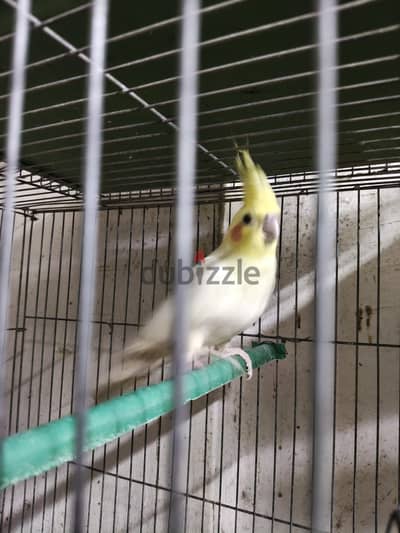 ذكرين كوكتيل لاتيني و جوز استرالي فواتح