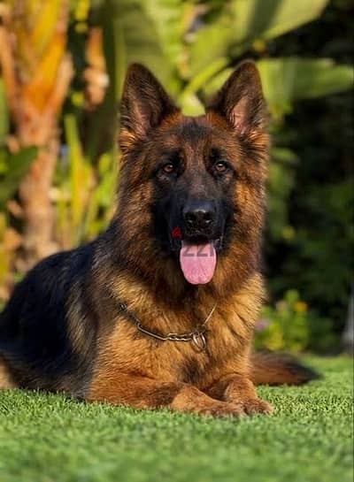 Male puppy