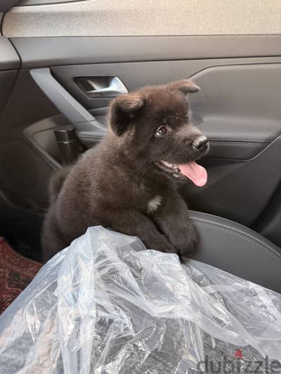 American akita