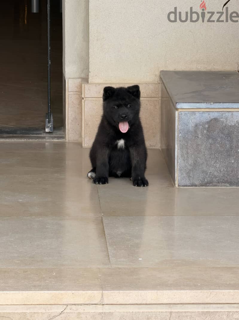 American akita 1