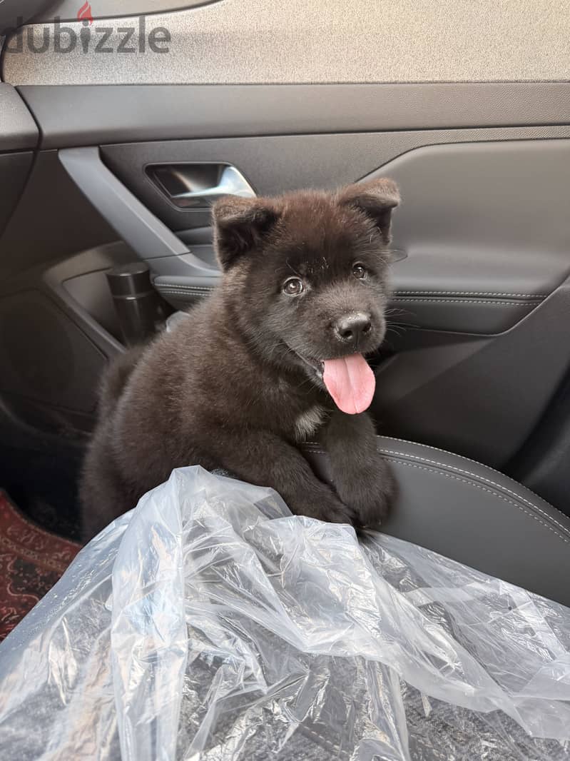 American akita 2