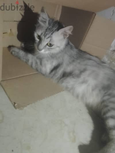 Silver