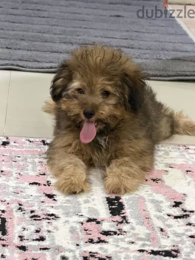كلب Pomapoo