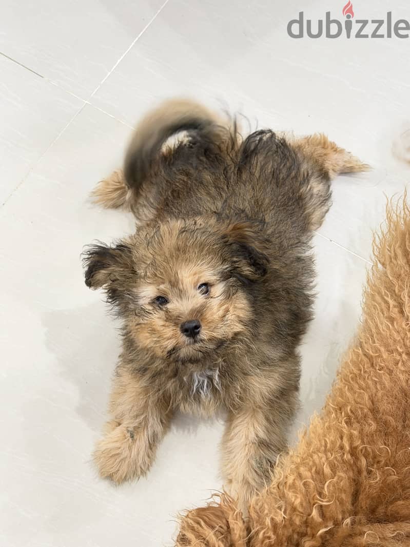 كلب Pomapoo 1