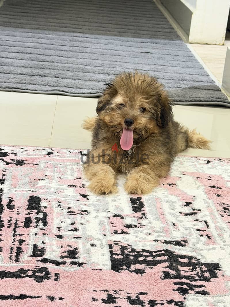 كلب Pomapoo 2