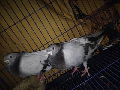 قص صوافات