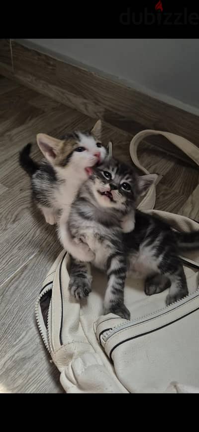 Lilo, mickey and nemo -romi balady persian mix for adoption