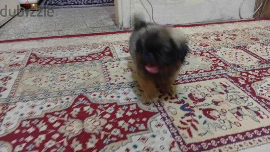 بيكنواة للبيع 1