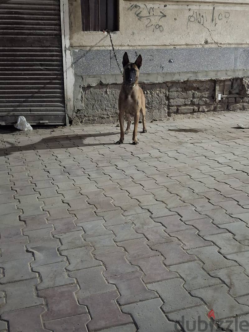 محمود 3
