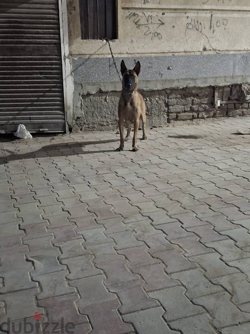محمود 4