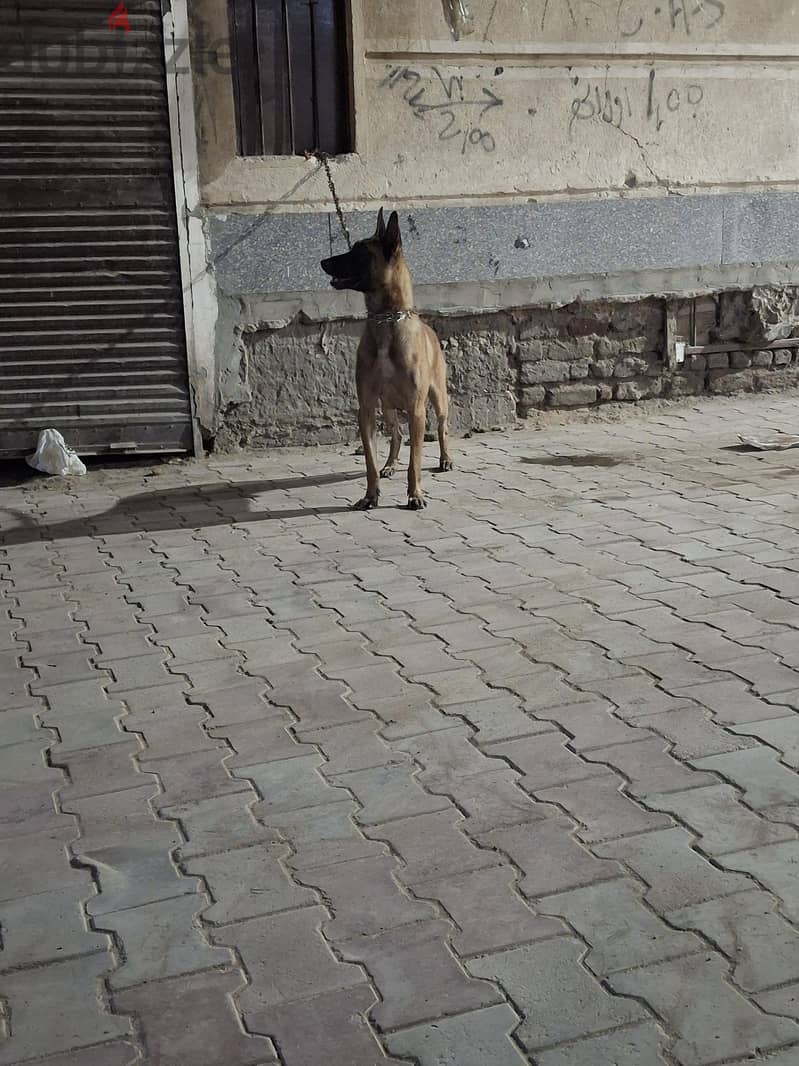 محمود 5
