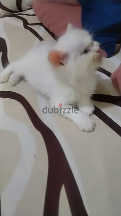 قط شيرازي مون فيس عيون زرقاء عمر 45 يوم للبيع 1200 للتواصل 01018398989