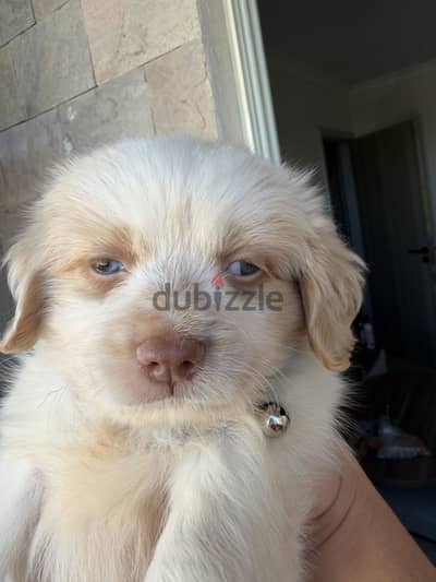Mini Havanese