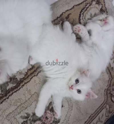 قطه للبيع