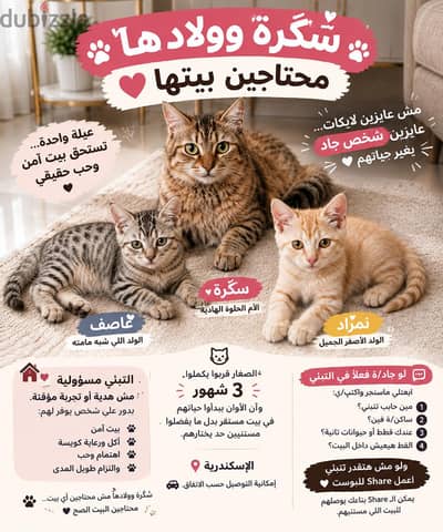 قطط للتبني