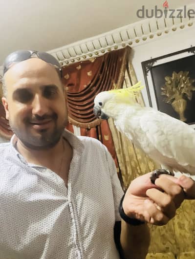 بسم الله مشاء الله كوكاتو سلفر حجم وحصه تفريخ مصري هادي جدا ناقص ظافر