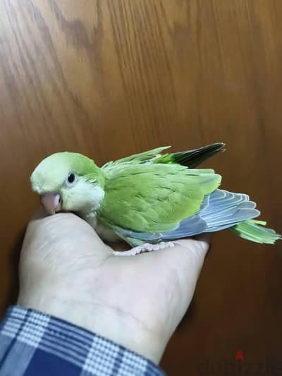 فروخ كويكر تأكيل يدوي