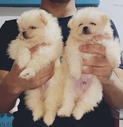 Pomeranian  ((( Teacup ))  Available Now in Egypt بومرينيان  &  poodle