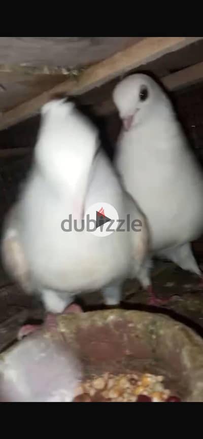 حمام للبيع كلو في بعضو قصوص علي دكروه ابعتلي ابعتلك الفيديو علي طول