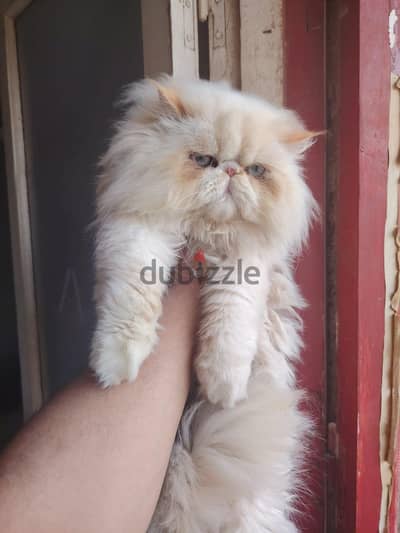 دكر زرار عمره تسع شهور متعود على اكل البيت
