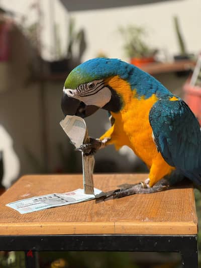ببغاء مكاو بلو اند جولد - Blue and Gold macaw