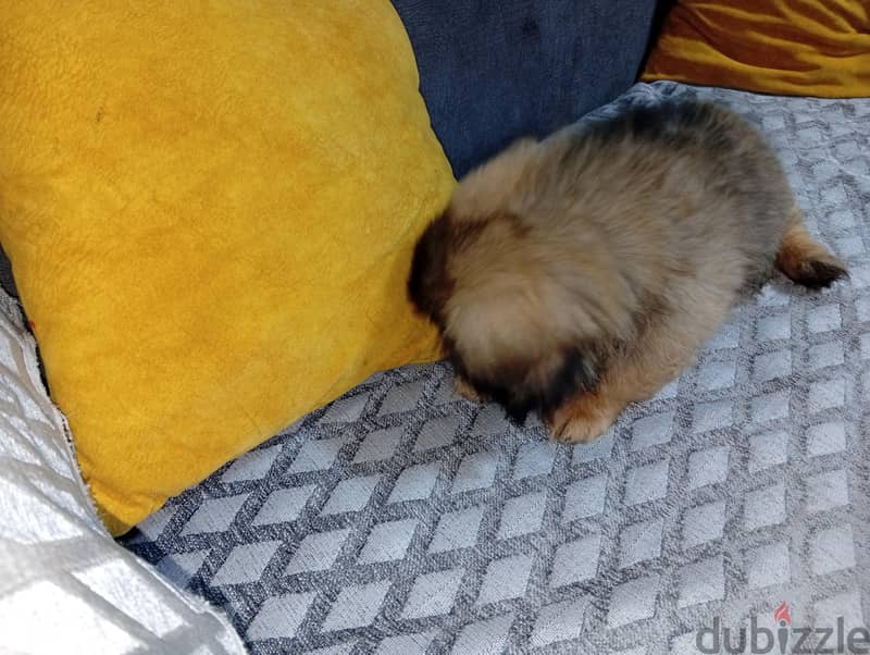 بيكنواة للبيع 5
