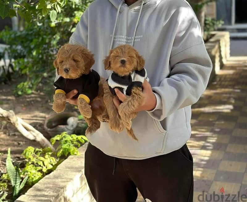  Maltipoo teacup Puppies Available  3