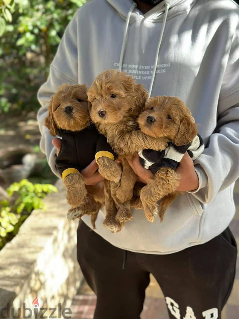  Maltipoo teacup Puppies Available  4