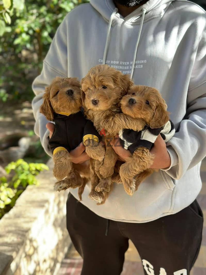  Maltipoo teacup Puppies Available  5