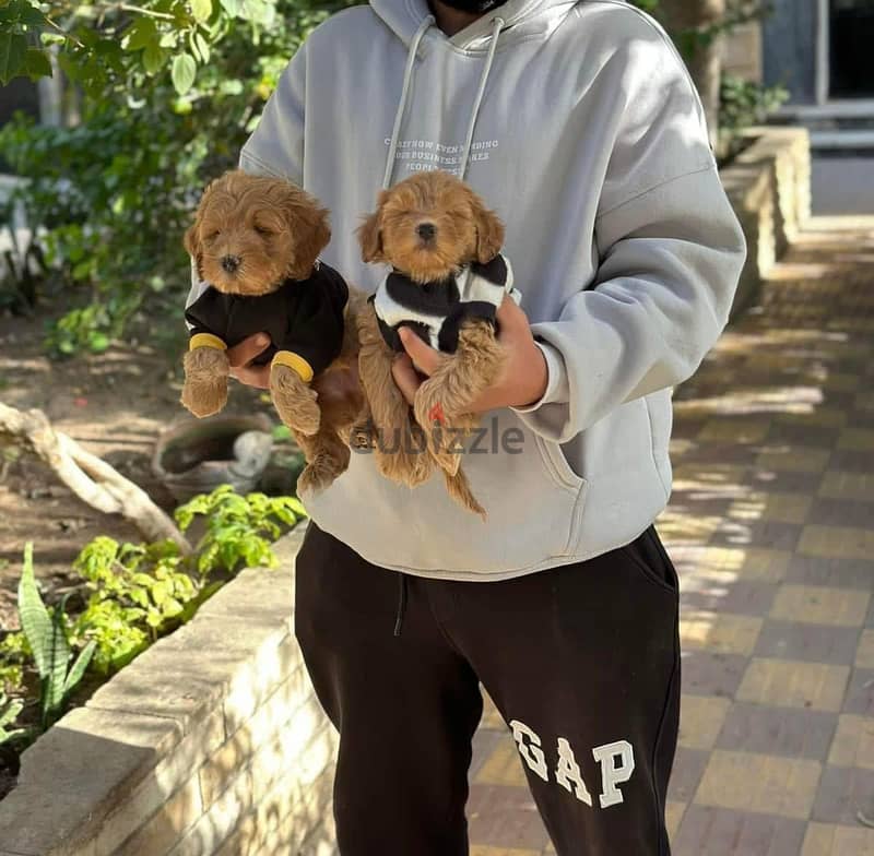  Maltipoo teacup Puppies Available  6