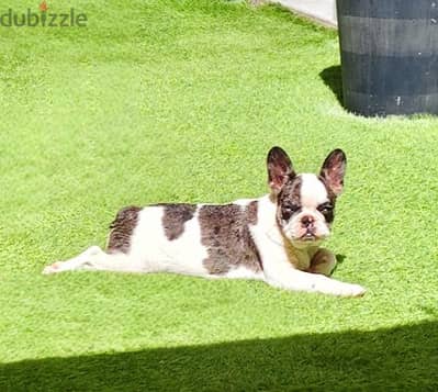 Pied French Bulldog for sale