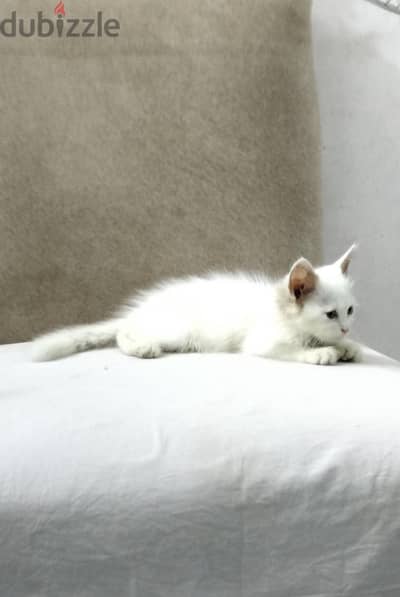 بيع قطه شيرازي