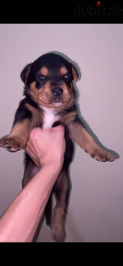 Rottweiler puppies for sale