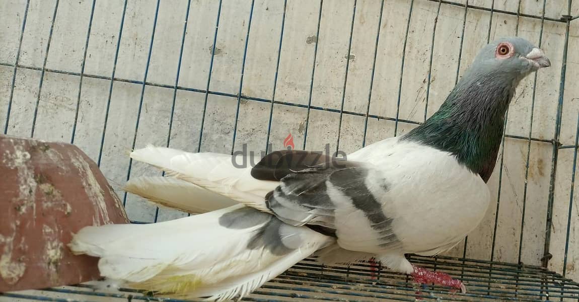 حمام غيه 2